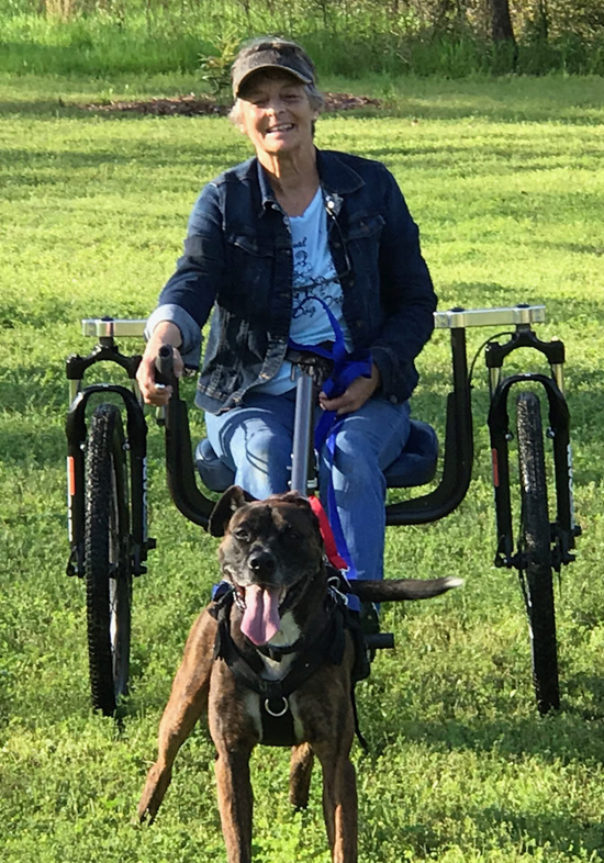 Woman riding a three-wheeled Chalo Sulky pulled by a brindle dog across a grassy field