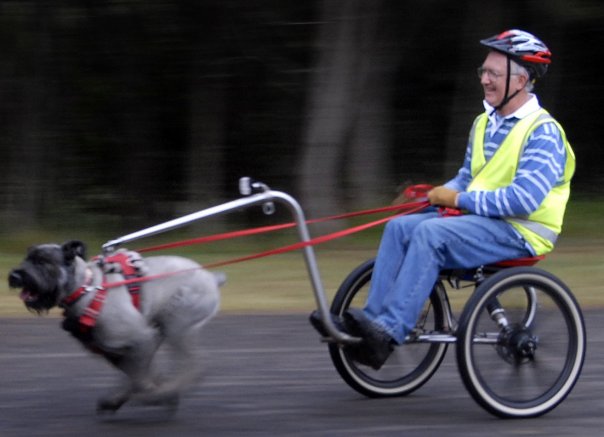 Man in helmet and safety vest riding a dorsal shaft sulky behind a grey dog running at full speed