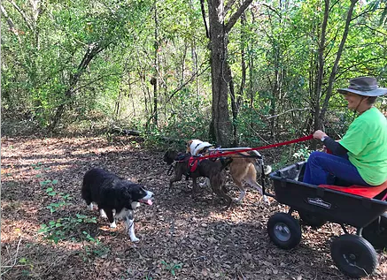 Rider in a small cart pulled by a team of dogs on a leafy woodland trail, with a loose dog walking alongside