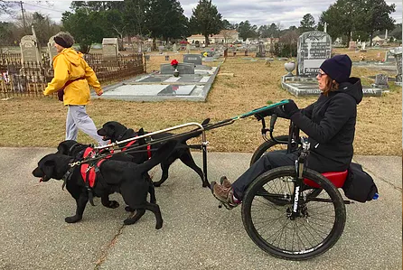 Woman riding a sulky pulled by four black dogs through a cemetery while a helper walks ahead
