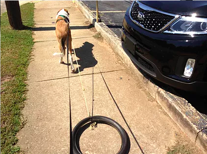 Dog seen from behind walking along a sidewalk, dragging a bicycle tire on a long line