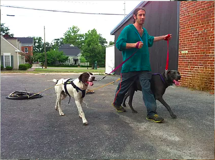 Handler walking two leashed dogs across a parking lot; one wears a harness with bicycle tires dragging behind