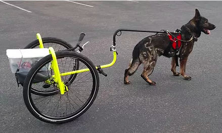 German Shepherd hitched to a riderless yellow two-wheeled sulky with a box strapped to the seat