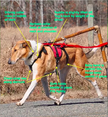 Annotated photo of a collie trotting in a dorsal hitch harness, with labels for collar, saddle, girth and chest strap