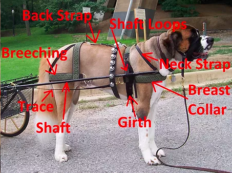 St. Bernard hitched to a cart, with labels naming harness parts: shafts, traces, girth, breeching and breast collar