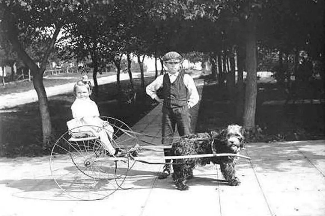 Girl seated in a light wire-wheeled cart pulled by a shaggy dog, with a boy in a cap standing behind