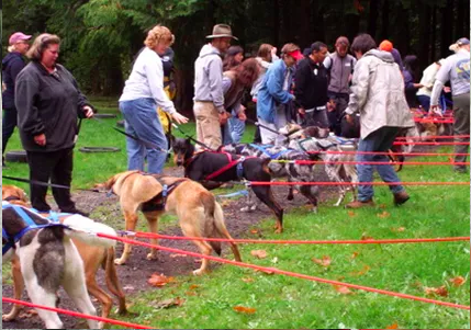 Harnessed dogs and handlers lined up along red picket lines at a group training event in the woods