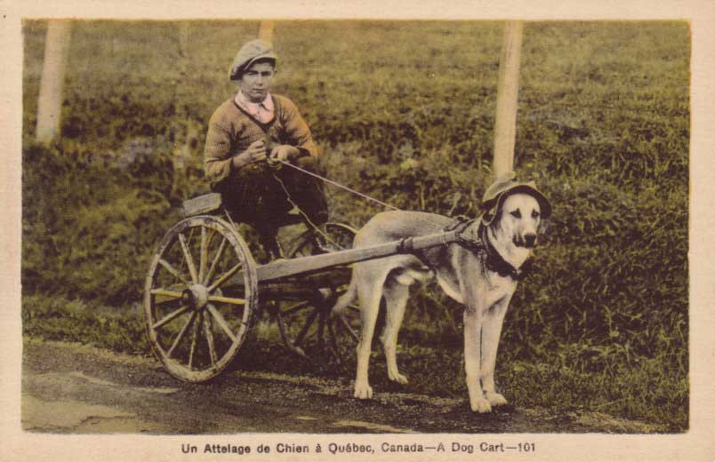 Vintage postcard of a boy riding a two-wheeled cart pulled by a single dog, captioned "A Dog Cart, Quebec, Canada"