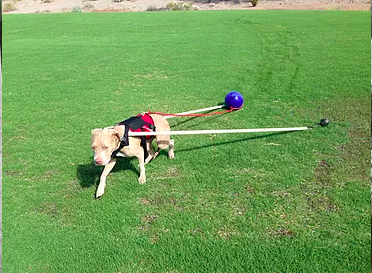 Tan dog on grass wearing a harness with two side poles attached, one tipped with a blue ball
