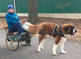 Woman seated in a two-wheeled side shaft sulky pulled by a St. Bernard on a paved path