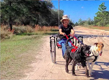 Woman in a sun hat driving a sulky pulled by two dogs along a sandy dirt road