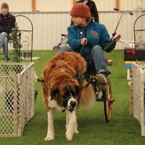 Saint Bernard pulling a driver in a two-wheeled sulky between obstacles on an indoor arena course