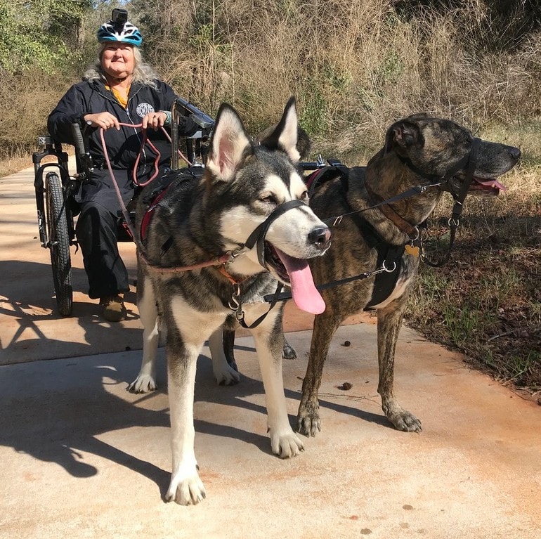 Two harnessed dogs pulling a driver on a three-wheeled rig along a paved trail