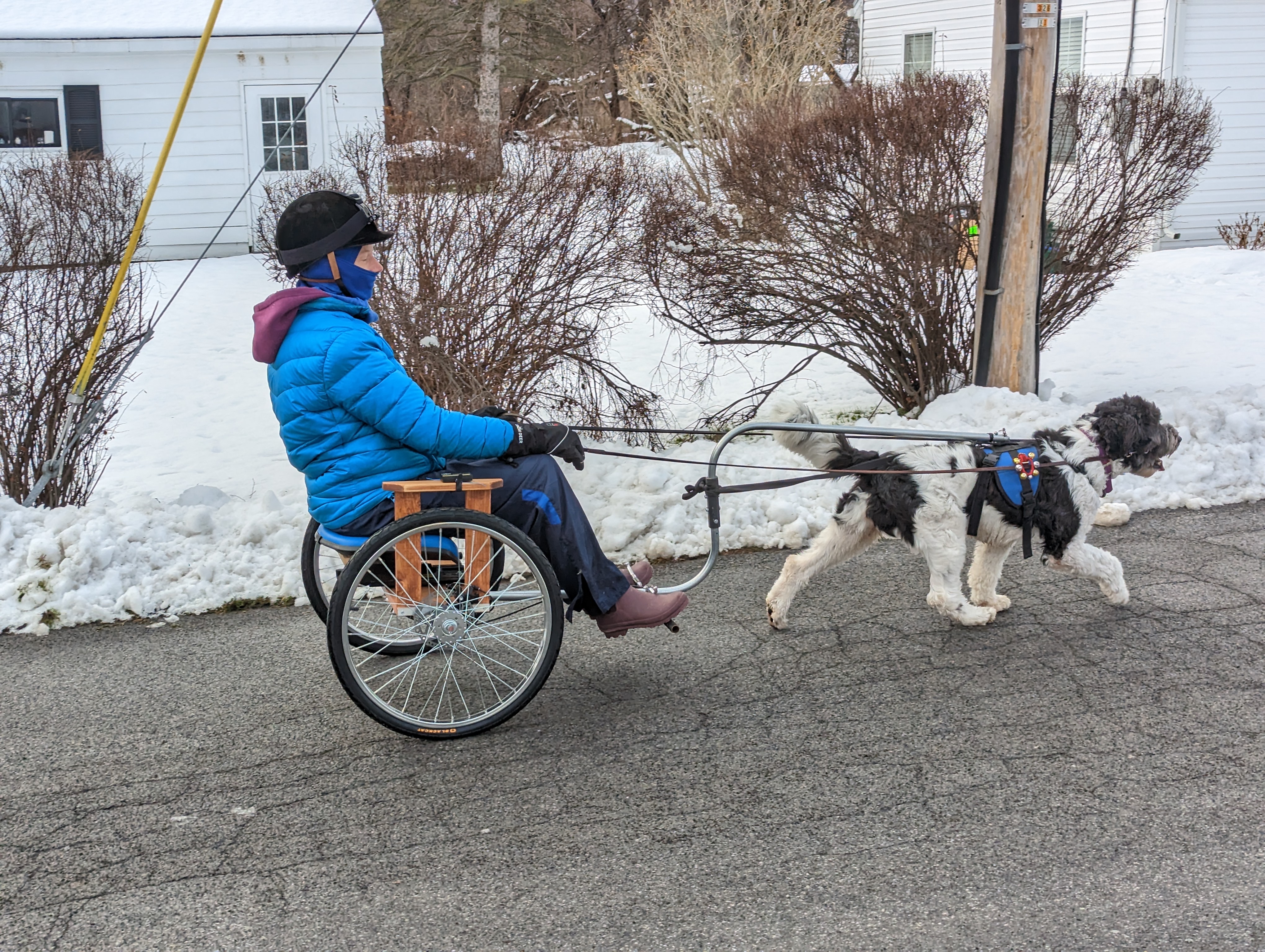 Dog pulling a driver on a two-wheeled cart along a snow-lined residential street