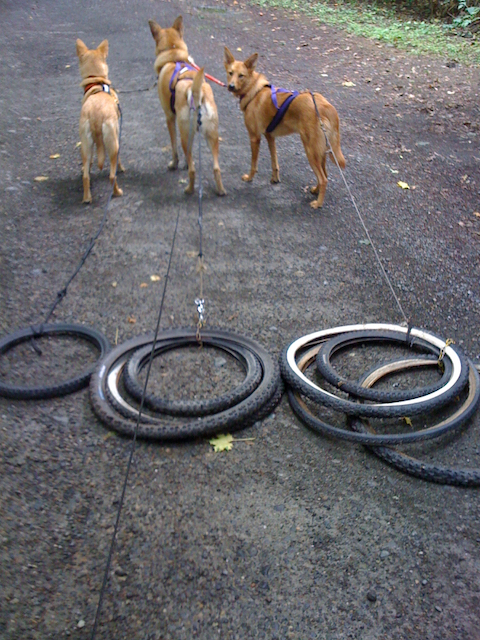 Three harnessed dogs dragging bicycle tires along a gravel path, seen from behind