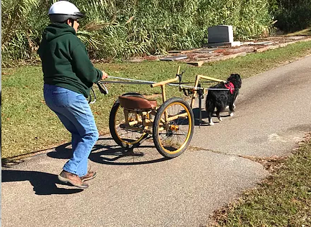 Helmeted handler walking behind an empty cart pulled by a black dog on a paved path