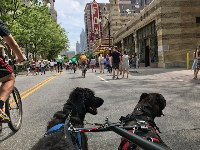 Two hitched dogs facing a city street crowded with pedestrians and cyclists