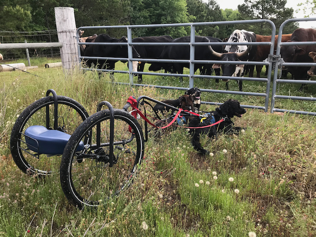 Two dogs hitched to a rig in tall grass beside a fence, with cattle on the other side