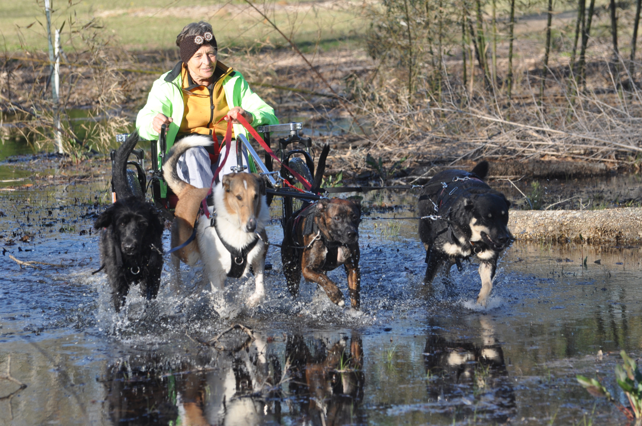 Four-dog team pulling a driver on a rig through shallow water on a trail