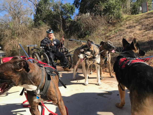 Several harnessed dogs gathered on a trail while a driver waits on a rig behind them