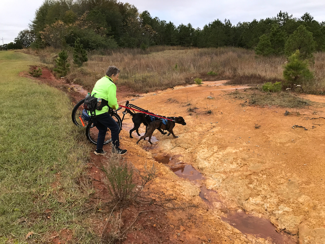 Two dogs pulling a driver's rig across an eroded gully with bare, uneven ground