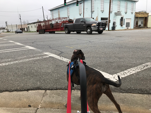 Harnessed dog waiting at a crosswalk as a pickup truck towing a trailer crosses the intersection