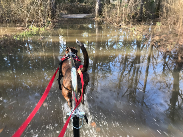 Driver's view of a brindle dog pulling a rig through a flooded woodland trail