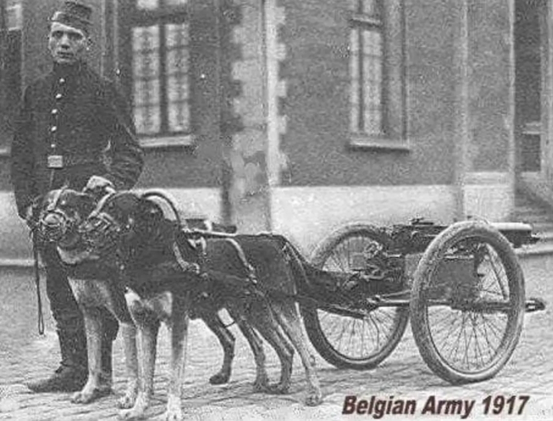 Belgian Army soldier in 1917 standing beside two dogs harnessed to a wheeled machine-gun cart