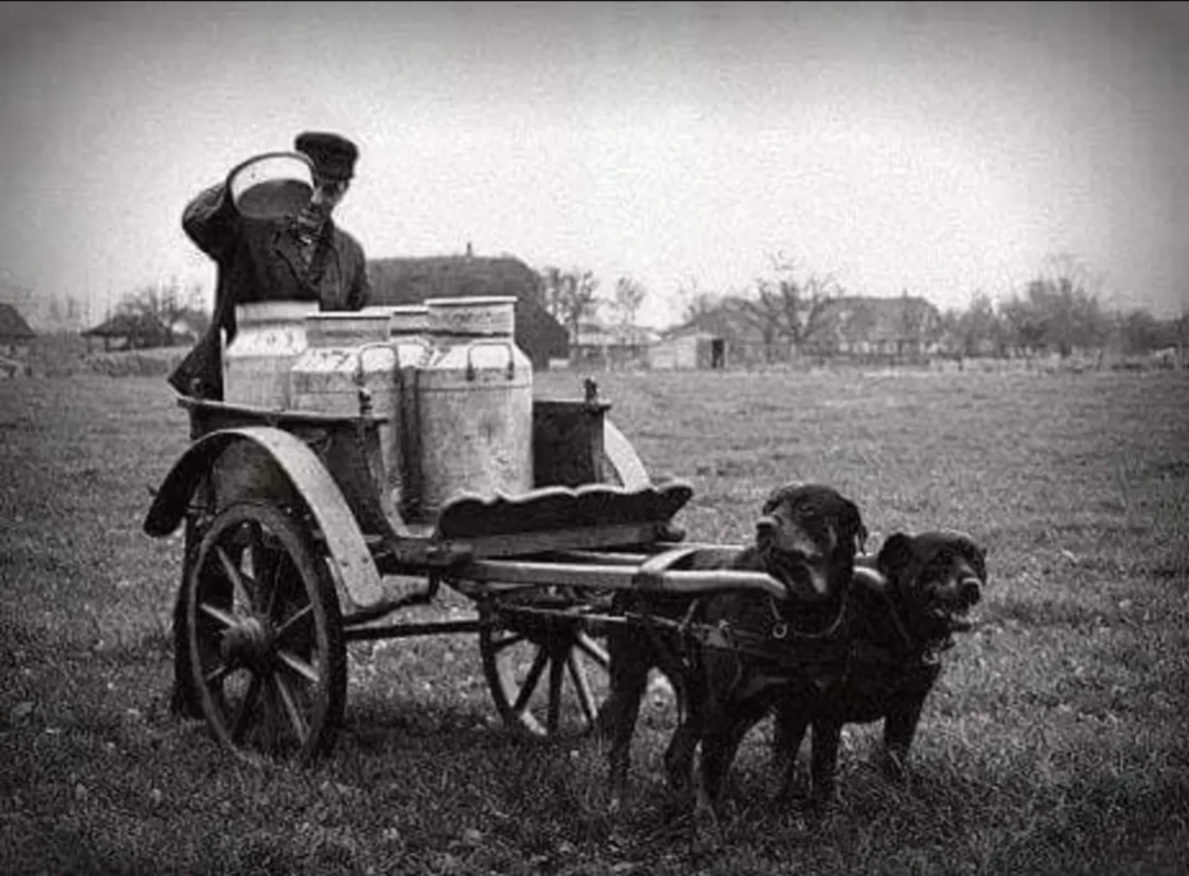 Two dogs harnessed to a cart loaded with milk churns, tended by a man in a cap in a rural field